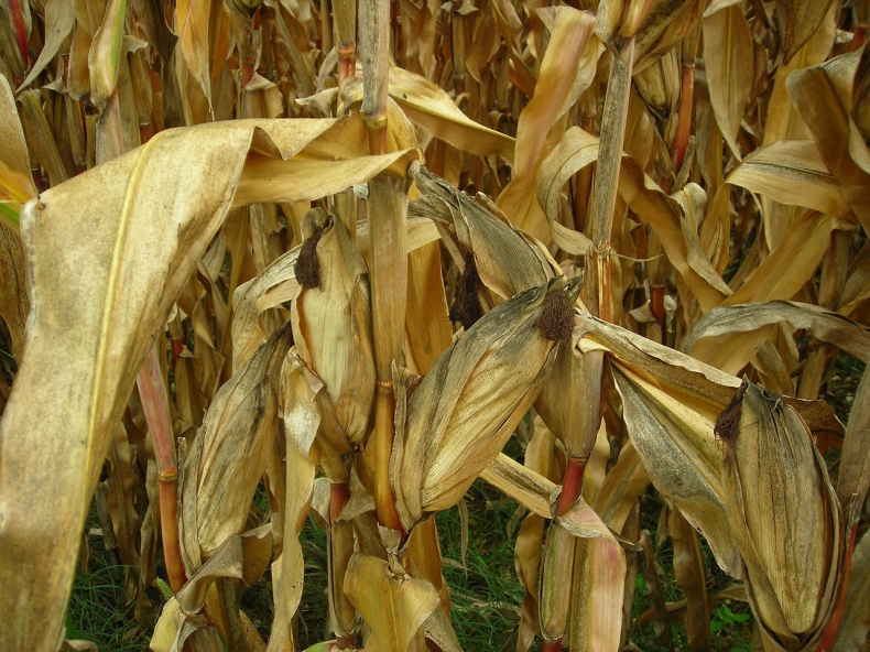 IUNG: susza w ośmiu województwach, najbardziej dotyka uprawy kukurydzy - ZielonaGospodarka.pl