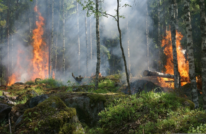 Portugalia. W tym roku pożary wyrządziły szkody przekraczające 85 mln euro - ZielonaGospodarka.pl