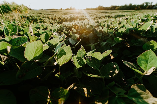 Wprowadzono możliwość przenoszenia certyfikatów zrównoważonej produkcji soi uprawianej w Stanach Zjednoczonych  - ZielonaGospodarka.pl