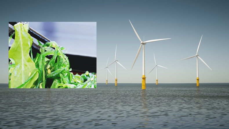 Offshore i dekarbonizacja: szwedzka MFW może zostać również polem uprawy wodorostów  - ZielonaGospodarka.pl