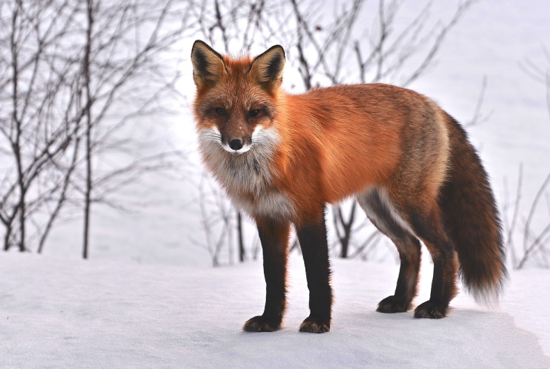WWF: populacja dzikich zwierząt na świecie spadła o ponad dwie trzecie w ciągu pół wieku - ZielonaGospodarka.pl