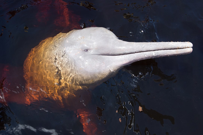 Boliwia. Uratowano zagrożone wyginięciem różowe delfiny - ZielonaGospodarka.pl