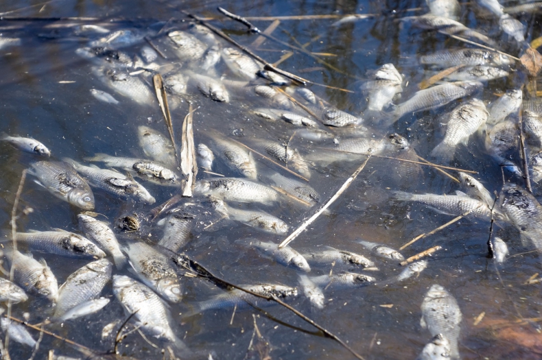 Wiceminister klimatu: przyczyną śnięcia ryb w Odrze nie jest samo zasolenie a toksyna wytwarzana przez określony gatunek alg - ZielonaGospodarka.pl