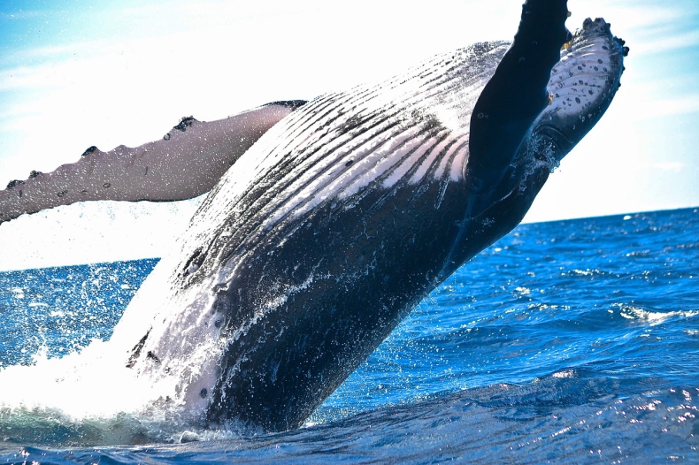 Wieloryby pochłaniają codziennie miliony cząstek mikroplastiku - ZielonaGospodarka.pl