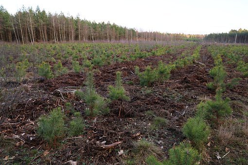 Polscy leśnicy odradzają obszary leśne - posadzą 13 mln drzew i krzewów - ZielonaGospodarka.pl