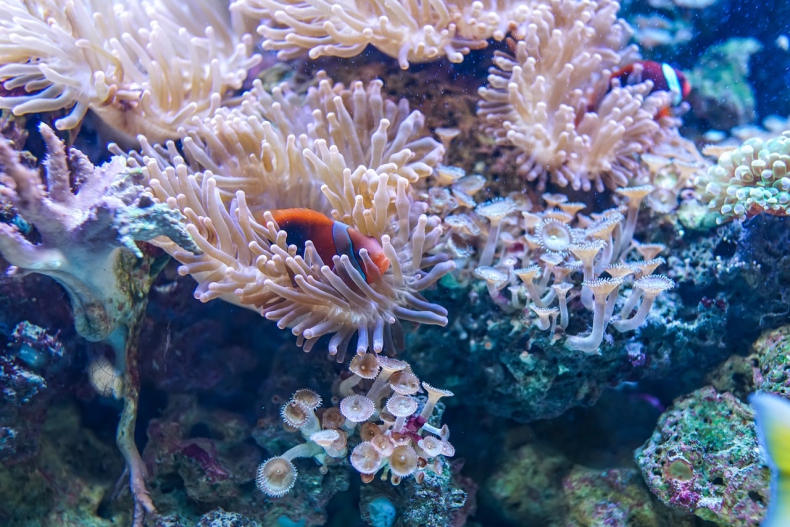 UNESCO: Wielka Rafa Koralowa powinna trafić na listę obiektów zagrożonych - ZielonaGospodarka.pl