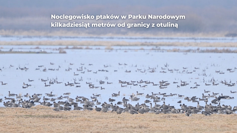 PN Ujście Warty ze strefą ochronną. Rząd zwalcza nielegalne praktyki myśliwych-ZielonaGospodarka.pl