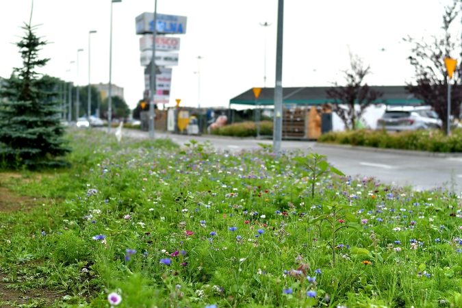 Łąki kwietne zamiast trawników odpowiedzią centrów handlowych EPP na wyzwania obecnego świata-ZielonaGospodarka.pl